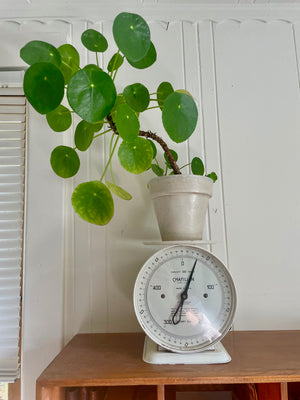 Full shot of a vintage Chatillon dietary scale with white finish with a flower vase.